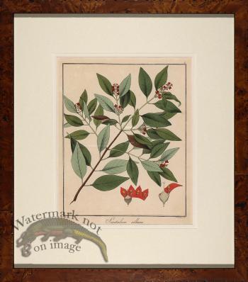 Hayne's Botanical in Burl 11